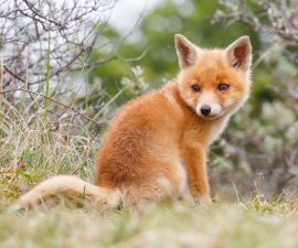 Fuchsbaby