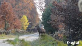 Hirsch