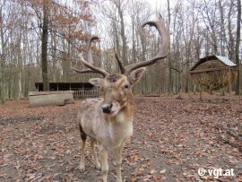 Hirsch