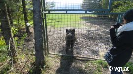 Wildschwein