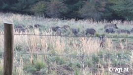 Wildschweine