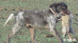 Hund