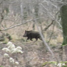 Wildschwein