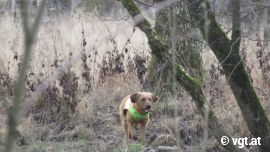 Hund