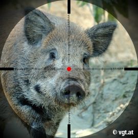 Wildschwein