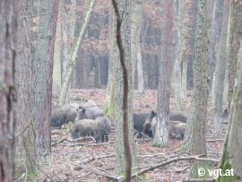 Wildschweine