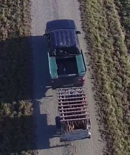 Jeep mit ANhänger voller toter Fasane