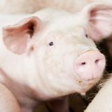 Tier des Monats: Schwein Albert