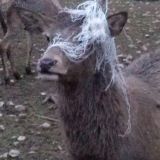 Für die Jagd gezüchtete Tiere verwahrlosen im Kottingbrunner Zuchtgatter