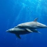 World Love For Dolphins Day 2015