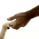 Ein Recht für Tiere vertreten: Vorträge des VGT-Obmanns in naher Zukunft