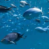 Fische- die unterschätzten Lebewesen