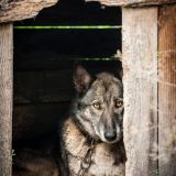 Diskussion: humane Tiernutzung oder Tierrecht auf Autonomie?