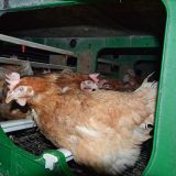 Aktuelle Fotos beweisen: es gibt noch grauenhafte Legebatterien in Österreich