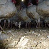 Putenmast in Österreich: Tiere stehen routinemäßig 30 cm tief im Kot!