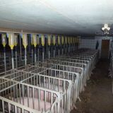 Fortschritt im Tierschutz: Deutschland will Nutztierhaltung dramatisch verbessern