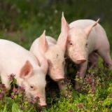 Ein Aktivist spielt dem VGT Fotos zu: Leid in Tierfabriken nicht nur zu Ostern