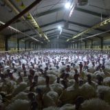 Dauerflutlicht in Österreichs Putenmastbetrieben!