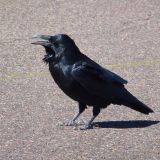Krähenfallen: VGT kritisiert Ausnahmen entgegen der EU-Vogelschutzrichtlinie