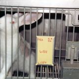 Tier des Monats: Laborkaninchen Felix