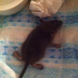 Zwei Schutzengel für eine Ratte