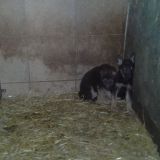 Aufgedeckt: skandalöse Zustände in der Hundezucht – auch in Österreich!