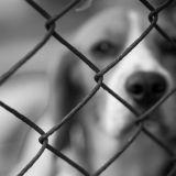 Aufregung über das Hundefleisch-Festival in Yulin