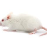 Tierversuchsstatistik 2014 veröffentlicht: 47 % Grundlagenforschung, 38 % Gentiererhaltung