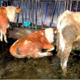 Aufgedeckt: Tierquälerische Kälberhaltung in Salzburg