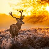 Ob Löwe Cecil oder Hirsch Burlei – VGT fordert ein Ende der Trophäenjagd
