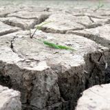 COP21: Klimakonferenz 2015 ohne Nutztierhaltung?