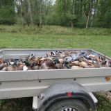 VGT-Anzeige Tierquälerei wegen Treibjagd im Mayr-Melnhof Gatter in Salzburg