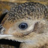 Tierschutz: Anzeigen gegen Großfasanerien in Nickelsdorf und Gattendorf, Burgenland