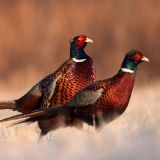 Jagdstatistik beweist: fast alle Fasane in Österreich aus Fasanerien