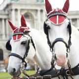 Fiakerpferd stirbt nach Unfall mitten in Wien