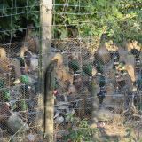 Weitere VGT-Anzeige gegen Enterie bei Leibnitz in der Südsteiermark