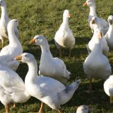 Tierqual am Martinstag