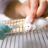 Pressekonferenz: Breite Ablehnung des Verordnungsentwurfs Kriterienkatalog Tierversuche