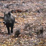 Mensdorff-Pouilly bei blutiger Gatterjagd auf Wildschweine und Hirsche erwischt!