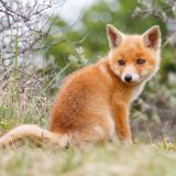 Tier des Monats: Fuchs Rudolf