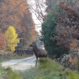 Jagdgäste mit 20 Nobelkarossen bei Mensdorff-Pouilly zur Fasan- und Wildschweinjagd