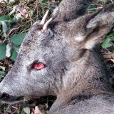 Tote Rehe, Hirsche, Wildschweine im Jagdrevier Mensdorff-Pouilly