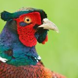 Einladung Pressekonferenz: große repräsentative Meinungsumfrage zur Jagd