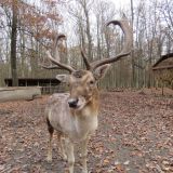 VGT-Anzeige: Tierquälerei handzahmer Damhirsch im Jagdgatter Mensdorff-Pouilly