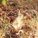Gatterjagd Hausbrunn, NÖ: nun Anzeige wegen Tierquälerei nach dem Strafrecht