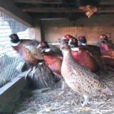 Polizeisperrzone um Mensdorff-Pouilly-Jagd auf Zuchtfasane in Luising