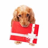 Tiere unterm Weihnachtsbaum?
