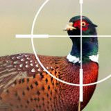 Viermal Tierquälerei: VGT zeigt Jagden auf Zuchttiere an!