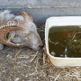 Tierqual im Streichelzoo