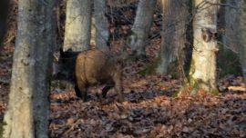 Wilschwein läuft zwischen den Bäumen